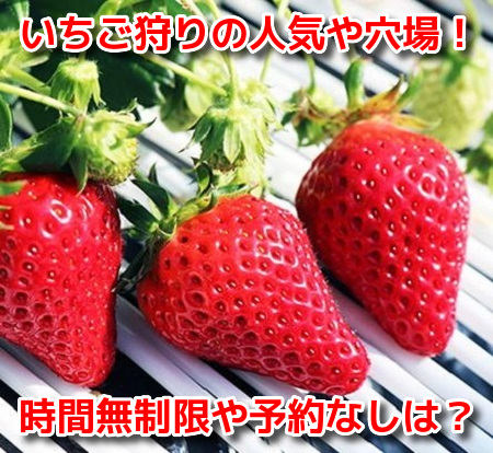 いちご狩り兵庫　安い　おすすめ　人気　穴場　食べ放題　予約なし